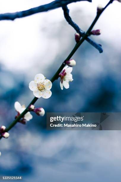 white plum blossoms - pflaumenbaum stock-fotos und bilder