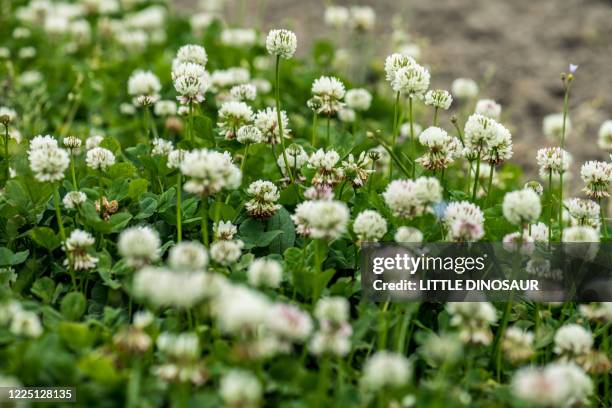 white clover (trifolium repens l.) - witte klaver stockfoto's en -beelden