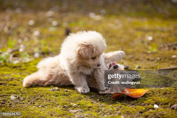 two puppies having fun with each other - puppies playing stock pictures, royalty-free photos & images