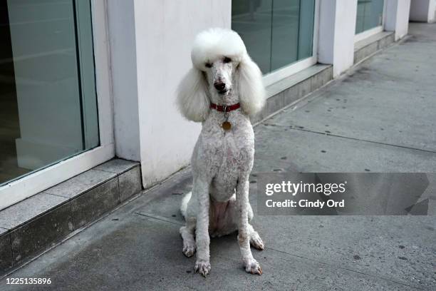 White Standard Poodle poses for a photo during the coronavirus pandemic on May 15, 2020 in New York City. COVID-19 has spread to most countries...