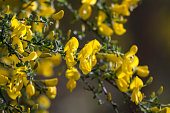 View of a broom bush with beautiful yellow blossoms.