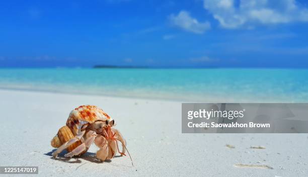 hermit crab getting out of the shell then stand on claws on white sand beach with blue sea and sky background. summer travel concept - hermit crab stock pictures, royalty-free photos & images
