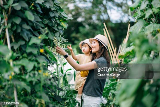 happy young asian family experiencing agriculture in an organic farm. mother teaching little daughter to learn to respect the mother nature - hongkong lifestyle stock-fotos und bilder