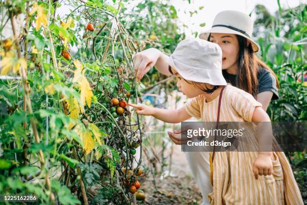 Happy young Asian family experiencing agriculture in an organic tomato farm. Mother teaching little daughter to learn to respect the Mother Nature