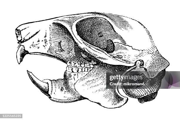 63 Squirrel Teeth Photos and Premium High Res Pictures - Getty Images 63 Squirrel Teeth Photos and Premium High Res Pictures - Getty Images