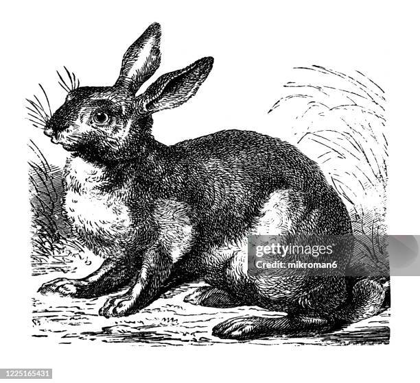 old engraved illustration of hare - rodentia - rodents or gnawing animals - hare stock pictures, royalty-free photos & images