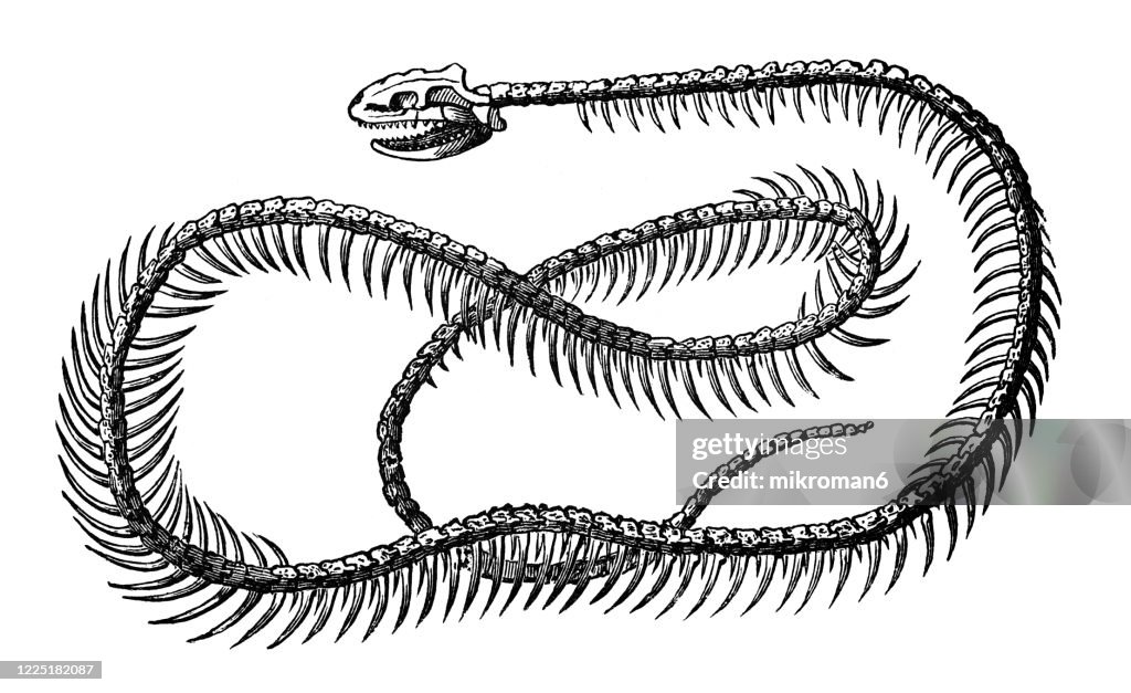 Old engraved illustration of Skeleton of Grass Snake - Serpents and Lizards Animals