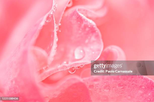 soft focus of water drops on pink rose flower - petalos de rosas fotografías e imágenes de stock