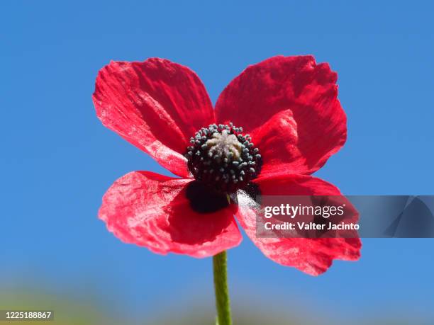 rough poppy (papaver hybridum) - papaver hybridum stock pictures, royalty-free photos & images