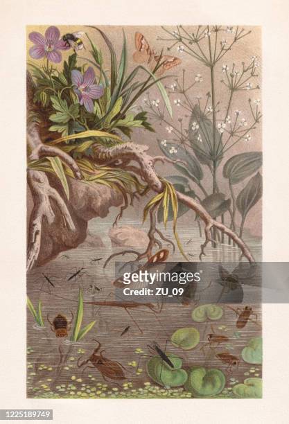 water bugs and water striders, chromolithograph, published in 1884 - belostomatidae stock illustrations