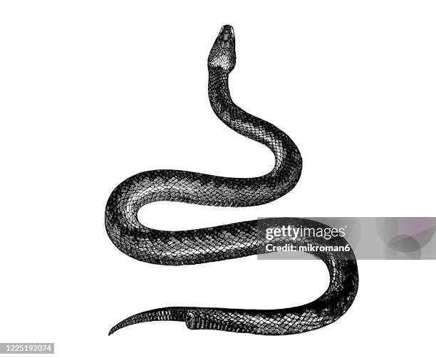 old engraved illustration of common adder or viper - serpents and lizards animals - snake ストックフォトと画像