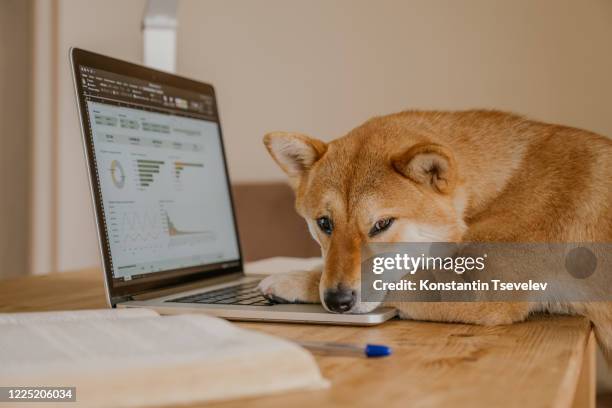 cute shiba inu dog works from home in quarantine isolation covid-19 - shiba inu fotografías e imágenes de stock
