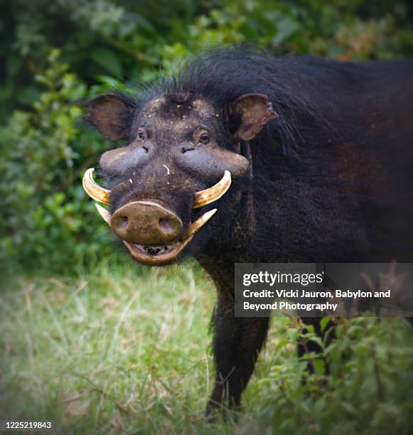 adorable funny giant forest hog in aberdares park, kenya - wildlife bildbanksfoton och bilder