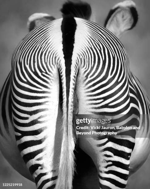 Zebra Back Photos and Premium High Res Pictures - Getty Images