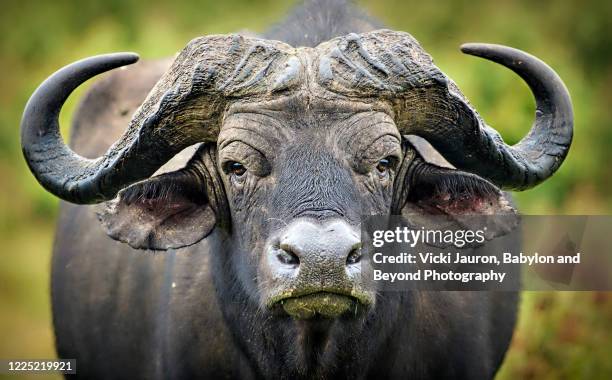panorama of cape buffalo close up at aberdares national park, kenya - an ox stockfoto's en -beelden