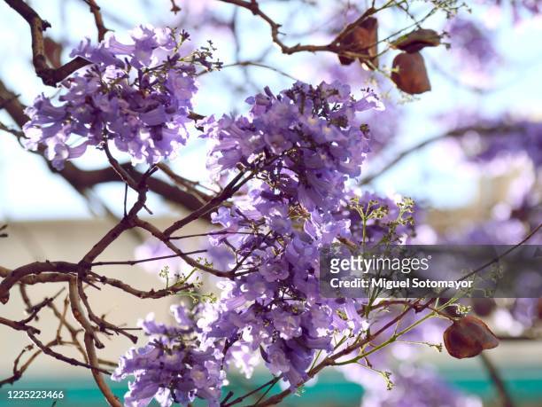 purple flowers of the jacaranda tree - jacaranda tree stockfoto's en -beelden