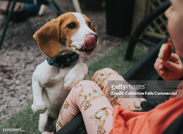 ice-cream temptation - dog stealing food stock pictures, royalty-free photos & images