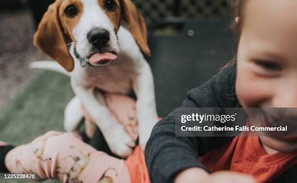 puppy and a child - dog stealing food stock pictures, royalty-free photos & images