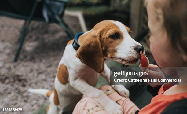 ice-cream temptation - dog stealing food stock-fotos und bilder