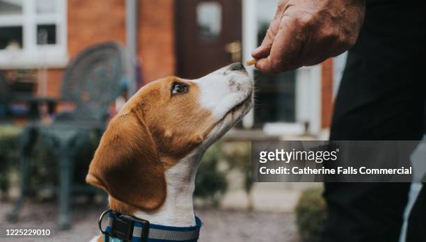 dog treat - animal tricks foto e immagini stock