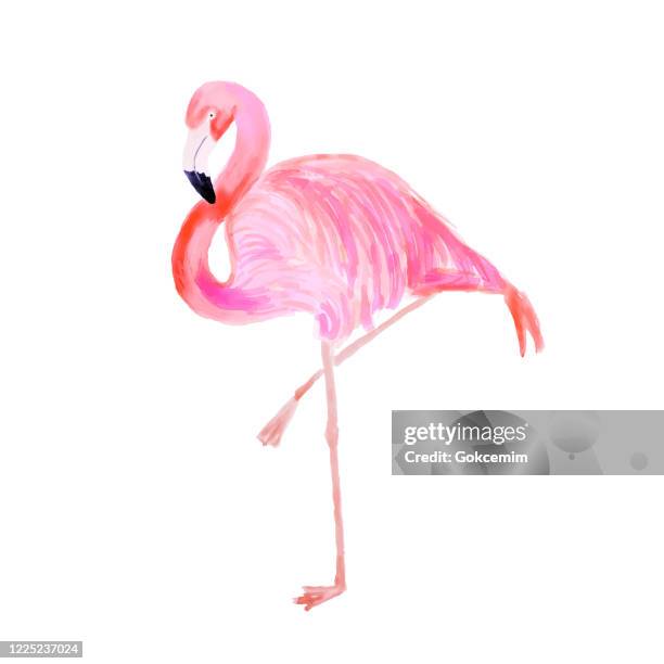 Watercolor Pink Flamingo Portrait Side View Tropical Exotic Bird Background  Tropical Summer Concept Design Element High-Res Vector Graphic - Getty  Images