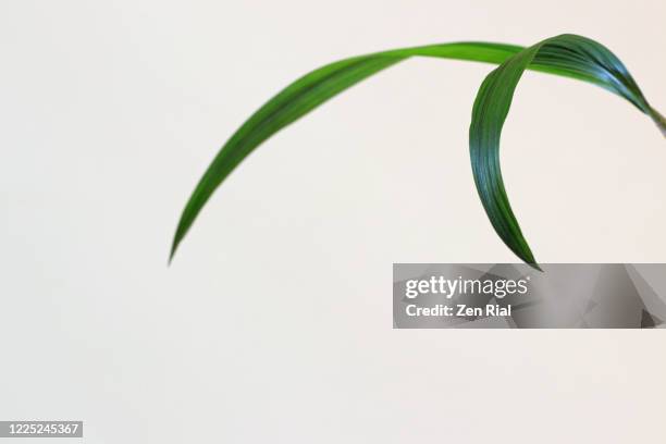 close-up of ground orchid leaves against white background - zen rial stock pictures, royalty-free photos & images