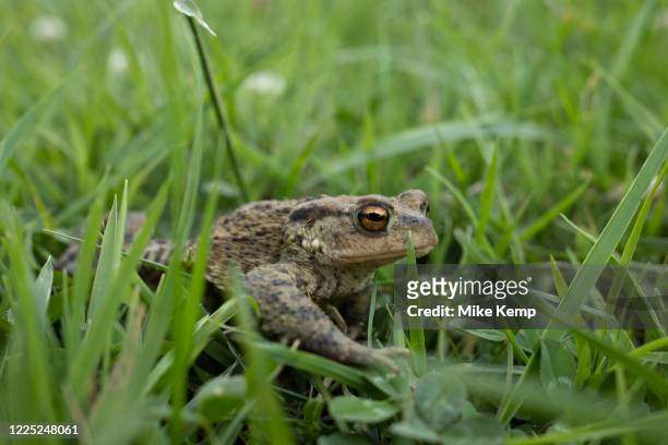 Common toad sitting in the grass on 20th June 2020 in Studley, United Kingdom. Common toads are amphibians, breeding in ponds during the spring and...
