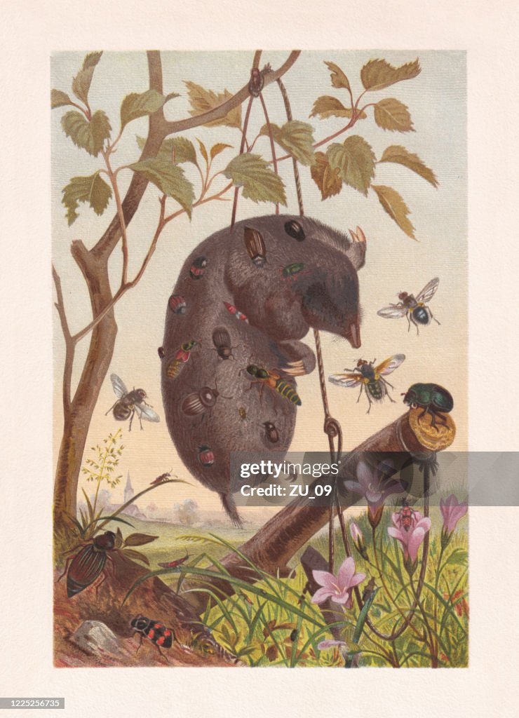 Carrion insects on a dead mole, chromolithograph, published in 1884