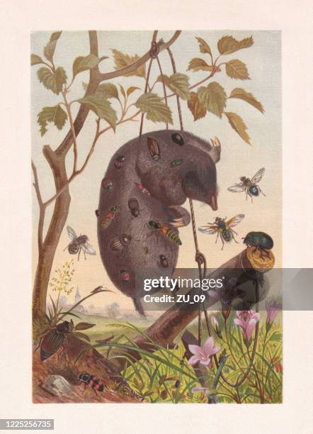 carrion insects on a dead mole, chromolithograph, published in 1884 - dead rotten stock illustrations