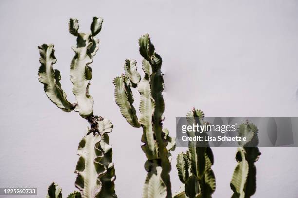 close-up of cactus against white wall - cactus white background stock-fotos und bilder