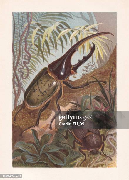 29点のヘラクレスオオカブトイラスト素材 Getty Images 29点のヘラクレスオオカブトイラスト素材 Getty Images