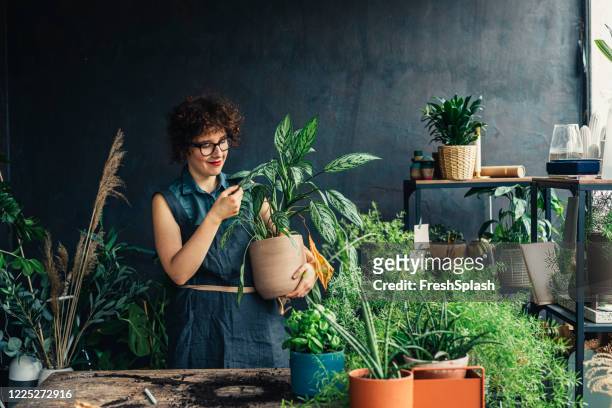 porträt eines shop-besitzers, der liebevoll auf eine pflanze schaut - diy woman stock-fotos und bilder