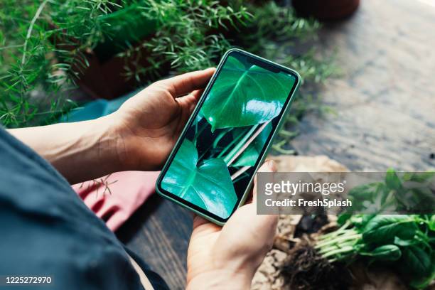 handen van een vrouw die een foto van haar installaties van het huis met een obile telefoon neemt - plant cell stockfoto's en -beelden