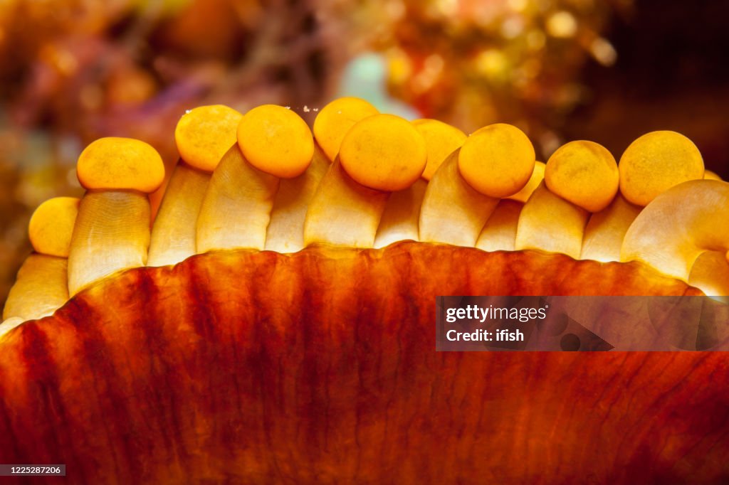Merten's Carpet Sea Anemone Stichodactyla mertensii, Close-up, Pura Island, Indonesia