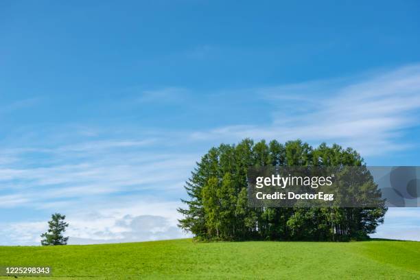 group of pine trees on green hill in summer at   mild seven hills, biei patchwork road, biei town, hokkaido, japan - biei town stock pictures, royalty-free photos & images