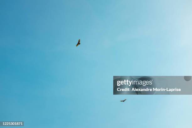 turkey vultures  (cathartes aura) flying in circle in clear blue sky in the choro road, la paz / bolivia - águia serrana imagens e fotografias de stock