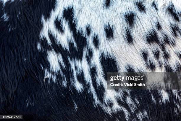 black and white cowhide, closeup - spotted cow stock pictures, royalty-free photos & images