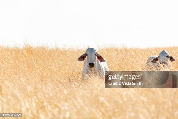 white brahman beef cattle in a field at sunrise - queensland farm stock pictures, royalty-free photos & images