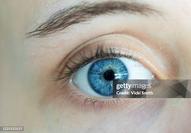 human eye, blue in color, eyebrow and lashes - cornea stock pictures, royalty-free photos & images