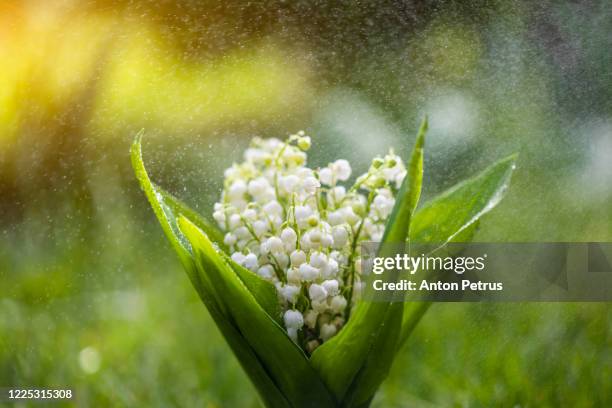 bouquet of lilies of the valley close-up. beautiful spring flowers - lily of the valley stockfoto's en -beelden