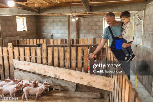 padre e hijo en la granja - cerdo fotografías e imágenes de stock