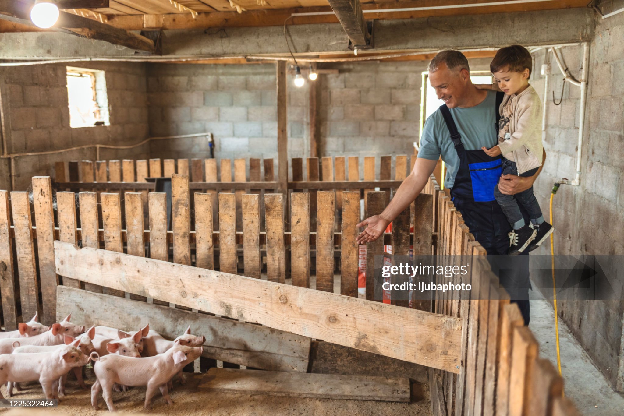 A man, holding a small child, looking at baby pigs in a pen.