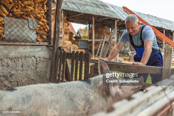 schuss eines lächelnden landwirts, der im schweinestall steht - pig snout stock-fotos und bilder