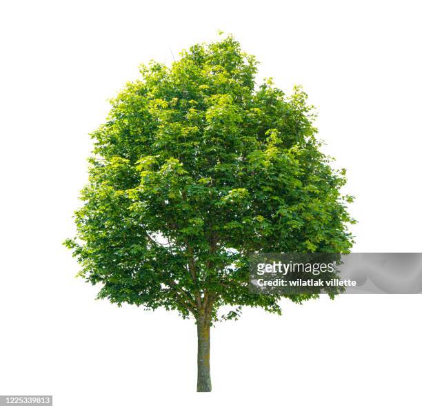 green tree  on a white background - albero foto e immagini stock