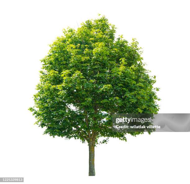 green tree  on a white background - tree position - fotografias e filmes do acervo