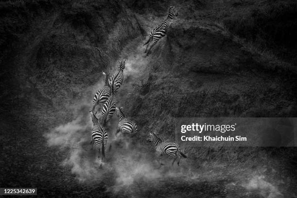 herd of zebras running - zebra herd running stock pictures, royalty-free photos & images