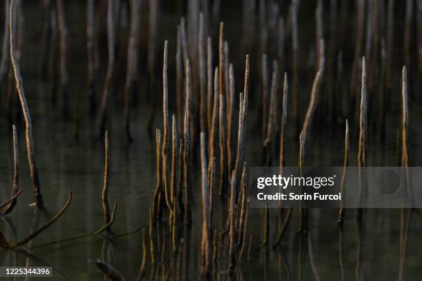 mangrove shoots - qatar mangroves stock pictures, royalty-free photos & images