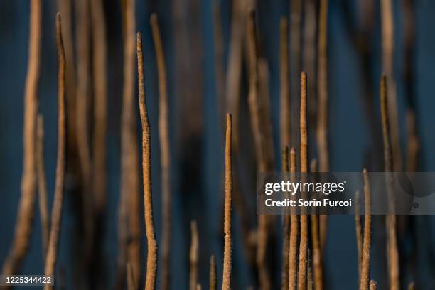 mangrove shoots - qatar mangroves stock pictures, royalty-free photos & images