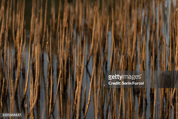 mangrove shoots - qatar mangroves stock pictures, royalty-free photos & images