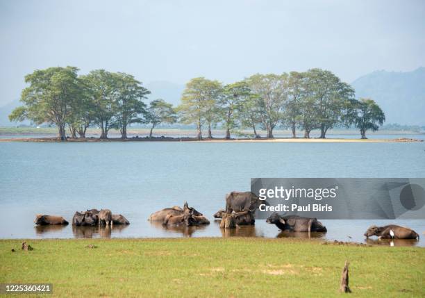 water buffalos in river, yala national park, sri lanka - water buffalo stock pictures, royalty-free photos & images